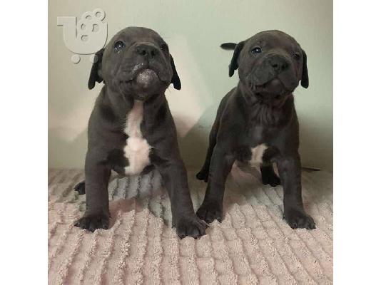 Pitbull